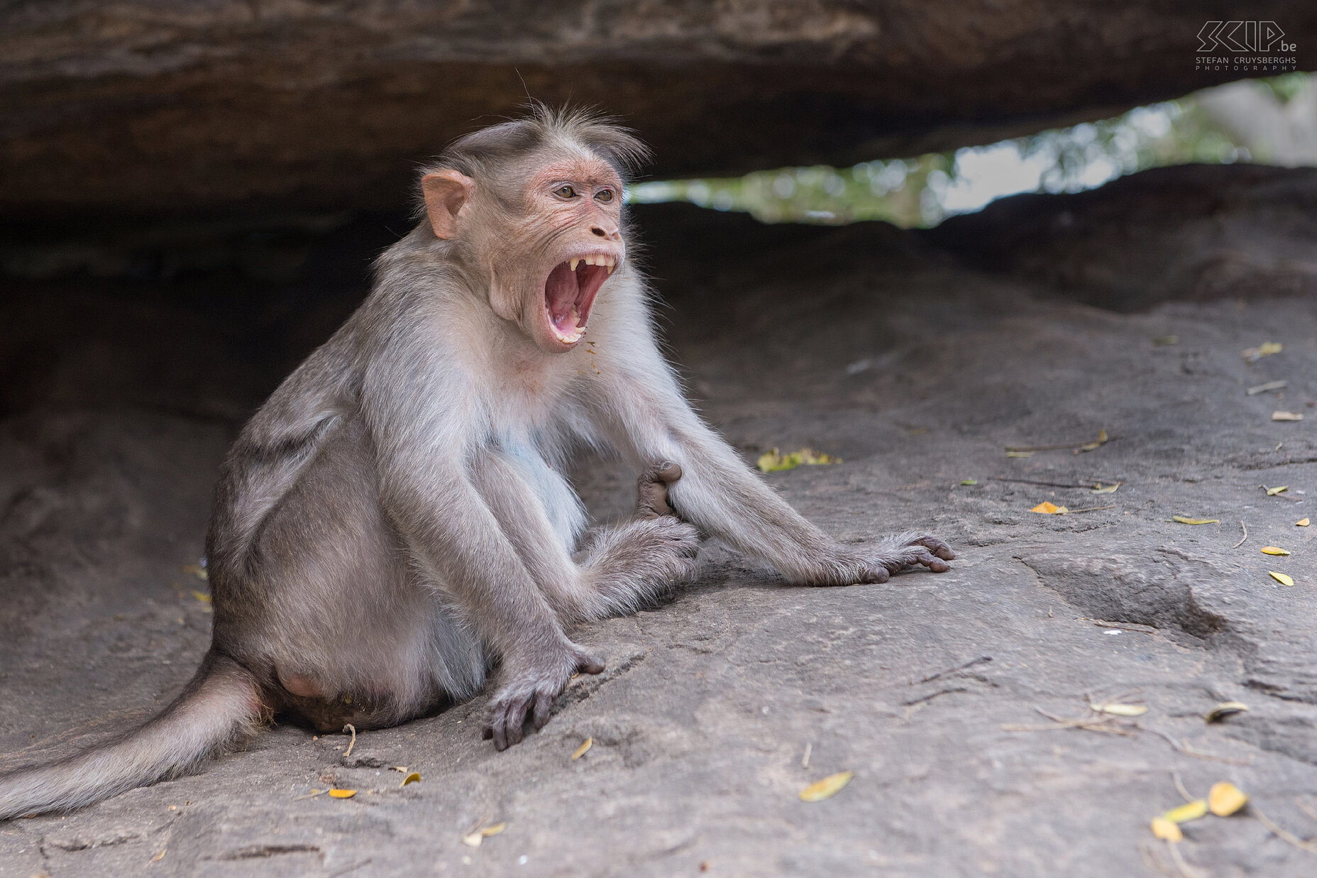 Valparai - Monkey Falls - Bonnet macaque The Bonnet macaque (Macaca radiata) is the most common species of monkey in southern India. They live in the forests but aslo often near temples where they get food from people. Stefan Cruysberghs